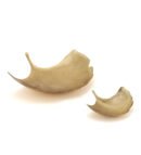 Gold Ginkgo Leaf Platter