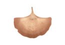 Copper Ginkgo Leaf Platter