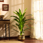 Faux Dragon Plant with Black Plastic Pot